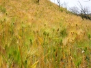 PICTURES/Deer Creek Trail/t_Wheat.JPG